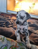 Photo №2 to announcement № 70349 for the sale of dalmatian dog - buy in United Kingdom 