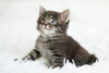 Additional photos: Charming kittens as a gift