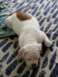 Additional photos: On sale 2 boys. American bulldog