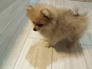 Photo №2 to announcement № 1671 for the sale of pomeranian - buy in Russian Federation private announcement