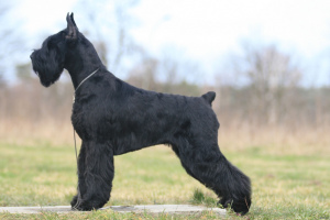 Photo №3. Attention Vladivostok! Sale high-quality boy and girl Giant Schnauzer !!!. Russian Federation