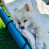 Photo №1. german spitz - for sale in the city of Sofia | 359$ | Announcement № 78874