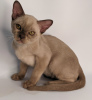 Photo №1. burmese cat - for sale in the city of Krasnodar | negotiated | Announcement № 35414