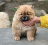 Photo №1. chow chow - for sale in the city of Бернау | 317$ | Announcement № 90338