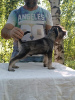 Photo №4. I will sell giant schnauzer in the city of Belgrade.  - price - negotiated