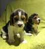 Photo №1. beagle - for sale in the city of Berlin | Is free | Announcement № 95082