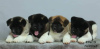 Additional photos: american akita puppies