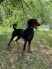 Photo №2 to announcement № 103489 for the sale of dobermann - buy in Serbia breeder