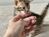 Photo №4. I will sell bengal cat in the city of New York. private announcement, from nursery, breeder - price - negotiated