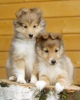 Photo №2 to announcement № 42114 for the sale of shetland sheepdog - buy in Russian Federation from nursery, breeder
