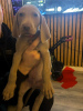 Photo №1. weimaraner - for sale in the city of Франкфурт-на-Майне | 507$ | Announcement № 103545