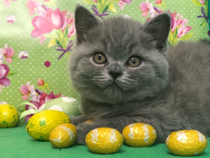 Photo №4. I will sell british shorthair in the city of Москва. private announcement, from nursery, breeder - price - 523$
