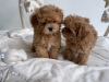 Photo №3. maltipoo puppies. Germany