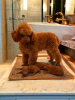 Photo №2 to announcement № 96426 for the sale of poodle (toy) - buy in Serbia 