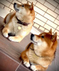 Photo №3. Shiba Inu puppies.. Russian Federation