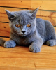 Additional photos: British shorthair