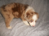 Photo №1. australian shepherd - for sale in the city of Prague | 359$ | Announcement № 123704