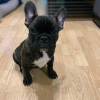 Photo №1. french bulldog - for sale in the city of Гамбург | 350$ | Announcement № 117650