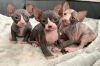 Photo №1. sphynx cat - for sale in the city of Эспоо | negotiated | Announcement № 85439