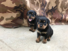 Additional photos: Rottweiler puppies