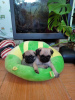 Photo №2 to announcement № 7611 for the sale of pug - buy in Ukraine private announcement