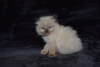 Additional photos: Healthy Ragdoll Kittens available for Sale