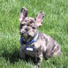 Photo №1. french bulldog - for sale in the city of Гамбург | 275$ | Announcement № 101191