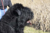 Additional photos: Black Russian Terrier puppies