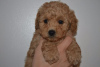 Photo №1. poodle (toy) - for sale in the city of Vienna | 317$ | Announcement № 76010