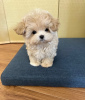 Photo №2 to announcement № 43065 for the sale of poodle (dwarf), poodle (royal), poodle (toy) - buy in Netherlands breeder