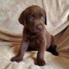 Photo №1. labrador retriever - for sale in the city of Berlin | Is free | Announcement № 125267