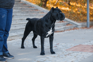 Additional photos: Very Breed Cane Corso