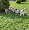 Photo №4. I will sell welsh corgi in the city of Tallinn. private announcement - price - 845$