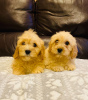 Photo №2 to announcement № 99279 for the sale of maltese dog - buy in Germany 