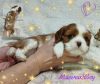 Additional photos: Cavalier King Charles Spaniel puppies