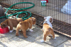 Photo №1. english bulldog - for sale in the city of Oetz | negotiated | Announcement № 91588