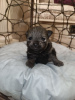 Photo №2 to announcement № 36884 for the sale of non-pedigree dogs - buy in Russian Federation breeder