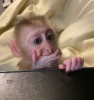 Additional photos: BEAUTIFUL BABY MONKEYS FOR SELL