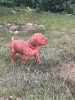 Photo №3. Champion class Hungarian Vizsla puppies. Latvia