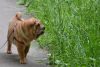 Photo №1. shar pei - for sale in the city of Kaluga | negotiated | Announcement № 52638
