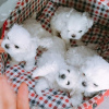 Photo №4. I will sell maltese dog in the city of Франкфурт-на-Майне. from nursery, from the shelter, breeder - price - 222$