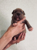 Photo №3. The American bully puppy reserve has been opened.. Russian Federation