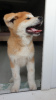 Photo №2 to announcement № 115761 for the sale of akita - buy in Belarus private announcement