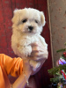 Photo №2 to announcement № 83602 for the sale of maltese dog - buy in United States private announcement