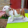 Additional photos: English bulldog