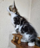 Photo №2 to announcement № 87568 for the sale of maine coon - buy in United States private announcement