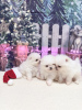 Additional photos: Super tiny snowballs Pomeranians