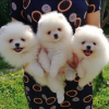 Photo №4. I will sell pomeranian in the city of Warsaw. private announcement, from nursery, from the shelter, breeder - price - negotiated