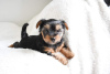 Photo №3. Lovely Yorkshire Terrier Puppies for loving homes. Germany