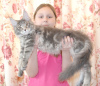 Photo №2 to announcement № 9811 for the sale of maine coon - buy in Russian Federation from nursery, breeder